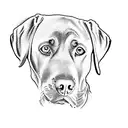 a labrador retriever tattoo design idea