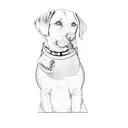 a labrador retriever tattoo design idea