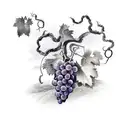 grape vine with biblical scripture  tattoo design idea