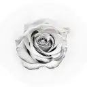 the name Alejandro with roses all around the name  tattoo design idea