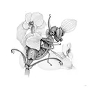 Orchid Mantis tattoo design idea