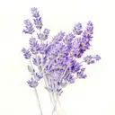 Lavender tattoo design idea