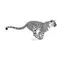 leopard tattoo design idea