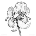 iris botanic with bud drow tattoo design idea