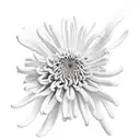 Chrysanthemum tattoo design idea