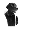 a black labrador retriever tattoo design idea