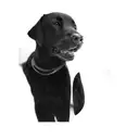 a black labrador retriever tattoo design idea