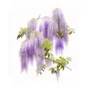 wisteria  tattoo design idea