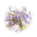 wisteria  tattoo design idea