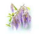 wisteria  tattoo design idea