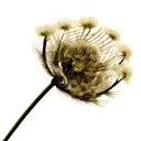 Dandelion tattoo design idea
