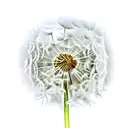 Dandelion tattoo design idea