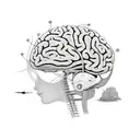 brain neuron tattoo design idea