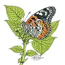 nz red admiral butterfly sitting on nettle plant. tattoo design idea