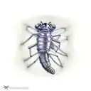 neocaridina shrimp tattoo design idea