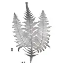 Fern Tree tattoo design idea