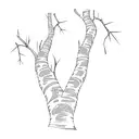 a tree with long branches that has a few leaves on it, birch tree style tattoo design idea