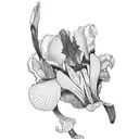 morning glory and iris flower bundled together tattoo design idea