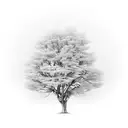 willow tree tattoo design idea