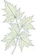 weed leaf pattern tattoo design idea