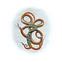 Celtic snake tattoo design idea