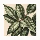 bay leaf tattoo design idea