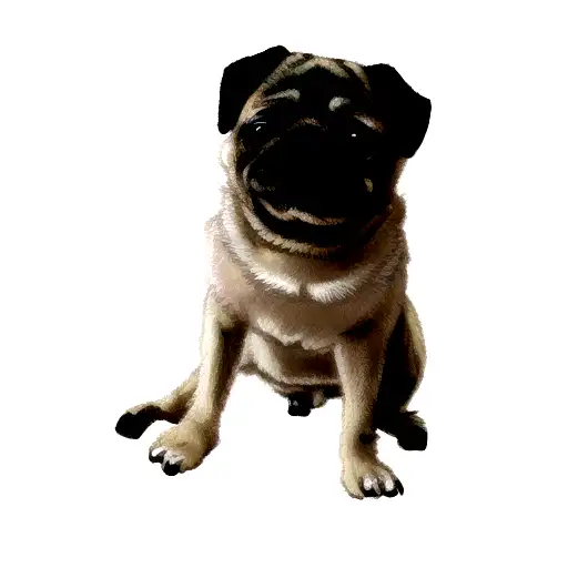 a pug dog tattoo design idea