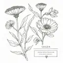 calendula botanic drawing style tattoo design idea