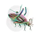 mantis riding a snail, movement effect tattoo design idea