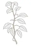 black walnut tree  tattoo design idea