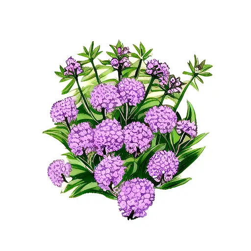 3 Vervain(Verbena) flowers with small leaves around them. tattoo design idea