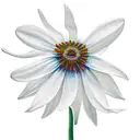 cosmo, snowdrop, daisy,morning glory tattoo design idea