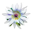 cosmo, snowdrop, daisy,morning glory tattoo design idea