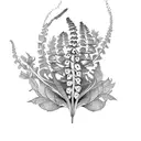 foxglove snapdragon fern tattoo design idea