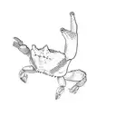 a crab tattoo design idea