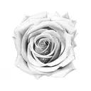 writing in stem rose tattoo design idea