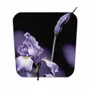 single wild iris with stem tattoo design idea