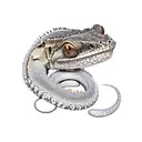 Black Headed Python Bells Phase Lace Monitor Crested Gecko Leachianus Gecko Fiji Banded Iguana Carpet Python Saltwater C tattoo design idea