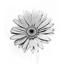gerber daisy  tattoo design idea