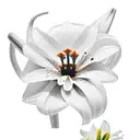 guinea pig and white lillies tattoo design idea