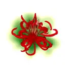 Spider Red Lily  tattoo design idea
