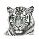 roaring black and white tiger with blue eyes looking out  tattoo design idea