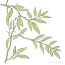 olive tree leaf Sun tattoo design idea