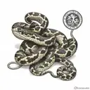 Hognose snake sitting on a ball python tattoo design idea