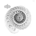 ammonite tattoo design idea