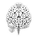 neuroscience, brain diagram tattoo design idea