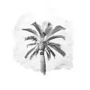 palm tree arab  tattoo design idea