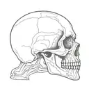 half normal head half skull tattoo design idea
