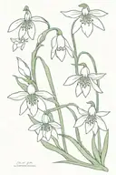 snowdrop flowers   tattoo design idea