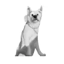 a white shih tzu tattoo design idea